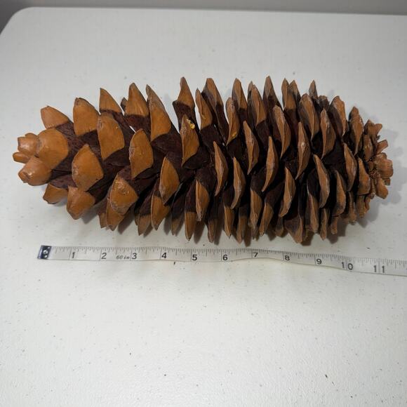 Large Sugar Pine Cone 10"-12" Tall Fall & Christmas Craft Decor - Picture 3 of 5